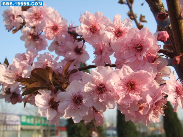 DSCF9931.JPG