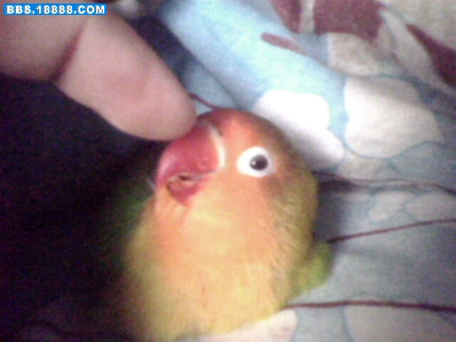 IMG0306A.jpg