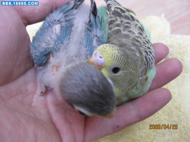 小黑头7.jpg