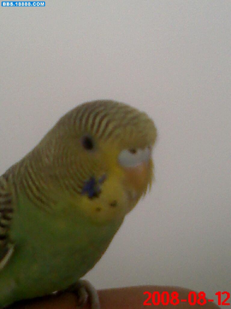 20080812114348.jpg