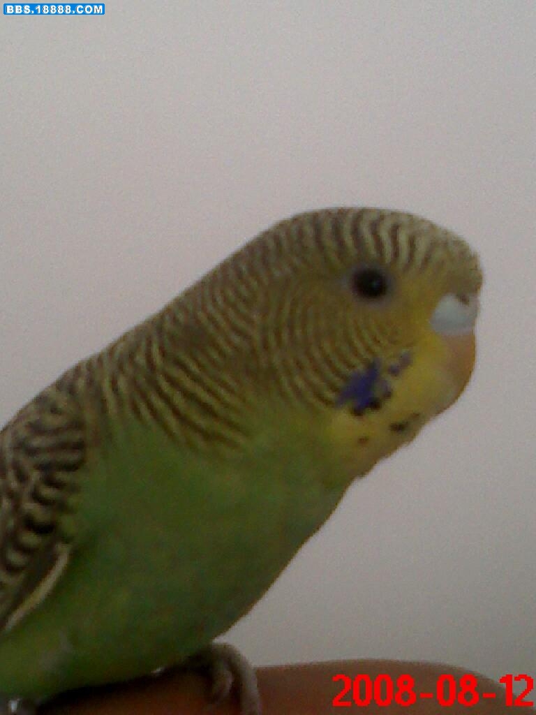 20080812114342.jpg