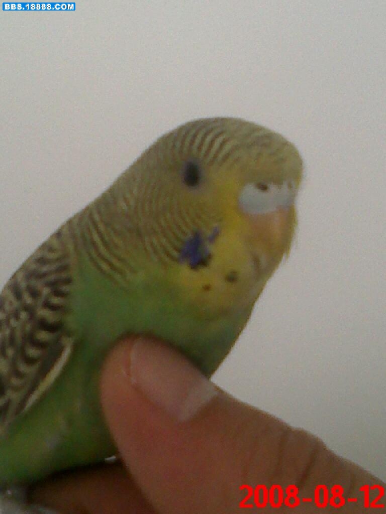 20080812114417.jpg