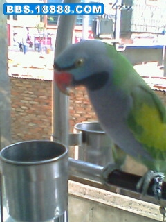IMG0071A.jpg