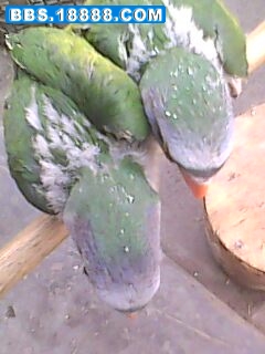 IMG0129A.jpg