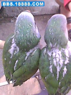 IMG0133A.jpg
