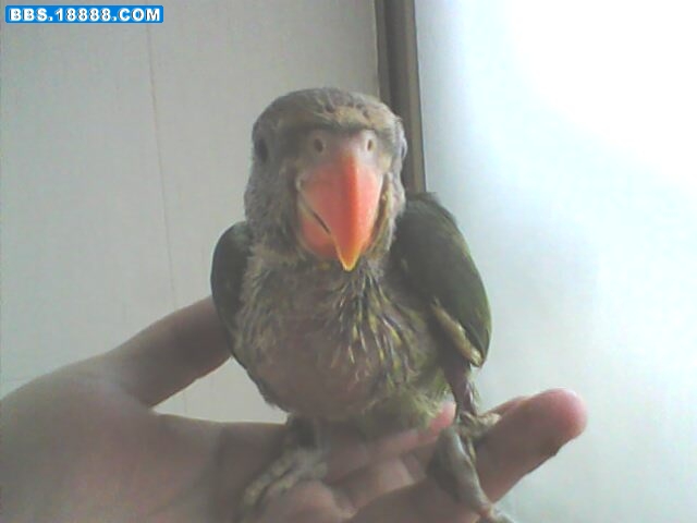 IMG0003A.jpg
