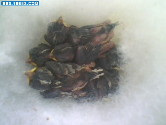 IMG0274A.jpg