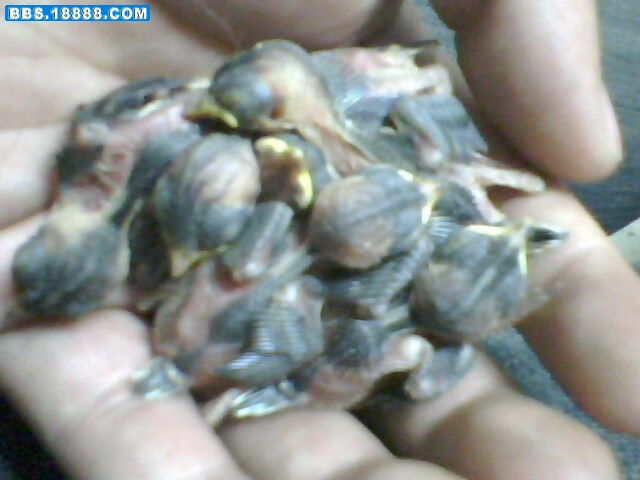 IMG0267A.jpg