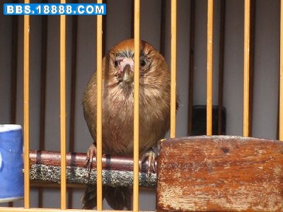 照片斗后雄峰 001.jpg