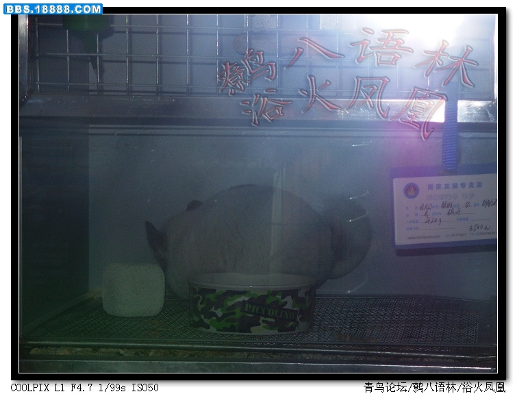 龙猫在睡觉_nEO_IMG.jpg