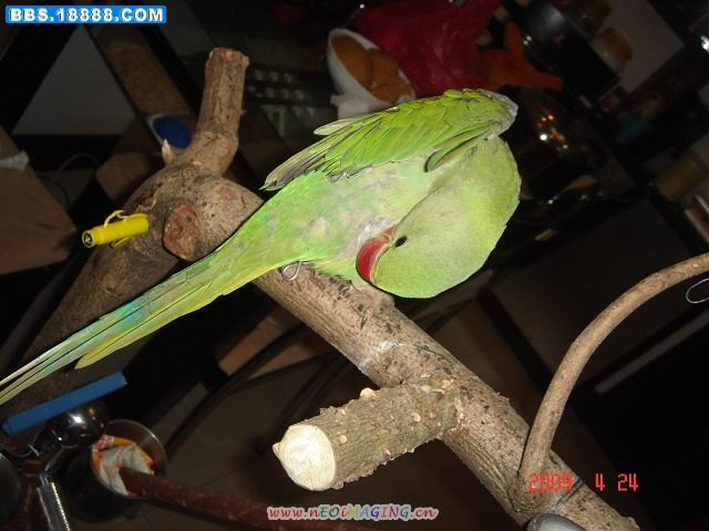 DSC03639.jpg