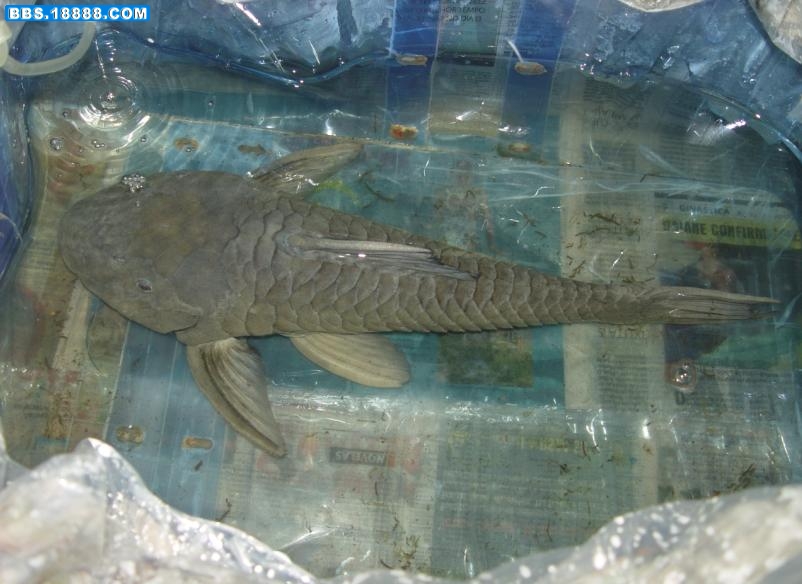 巴拉圭46cm(1).JPG