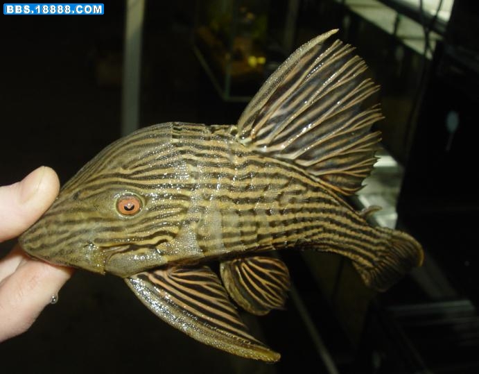 L027C金线皇冠豹（第三条）20CM.JPG
