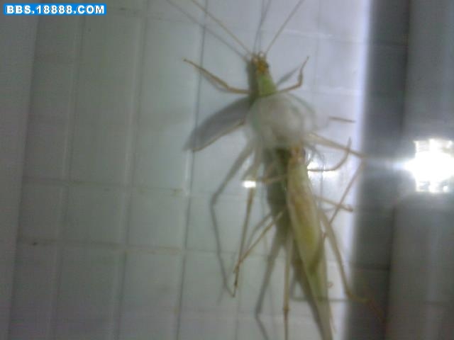 20090423233125.jpg