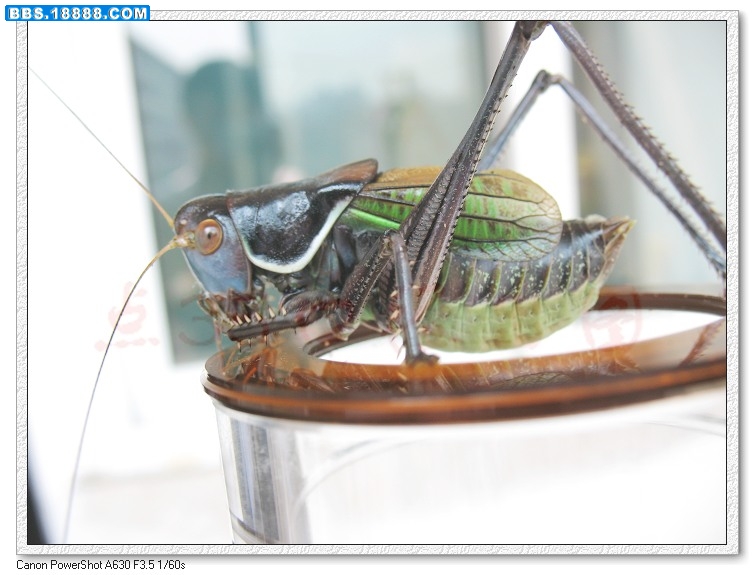 nEO_IMG_照片 020.jpg