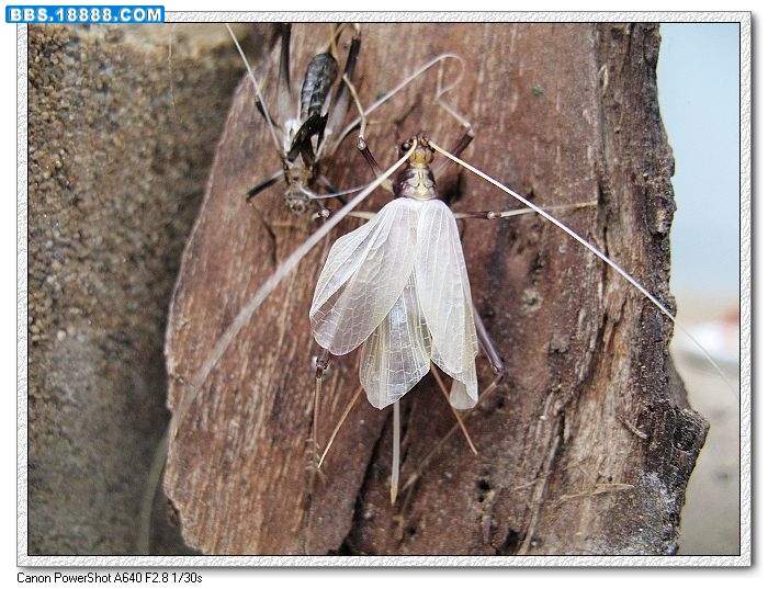nEO_IMG_照片 084.jpg