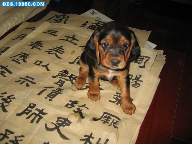 调整大小 来福16.jpg