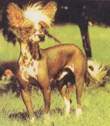 中国冠毛犬.jpg