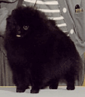 61_70270_2eaaaf5b02f9709.gif