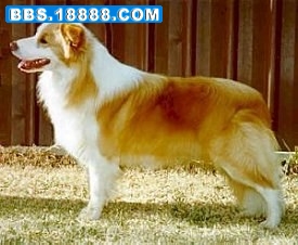 20080113_e0dbb380c794d672bbb8jJFywYKs7m3o[1].jpg