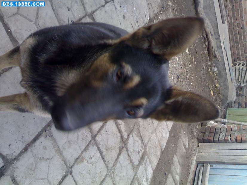 20090404106.jpg