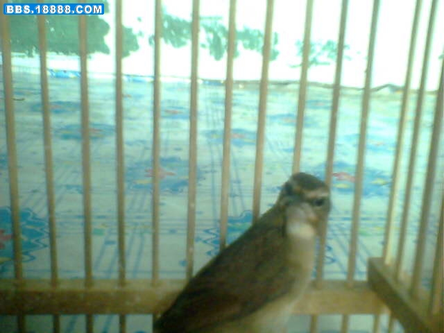IMG0618A.jpg