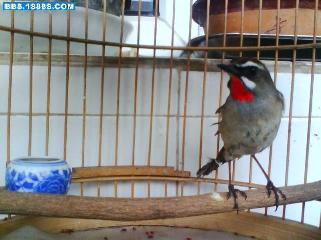 IMG0600A.jpg