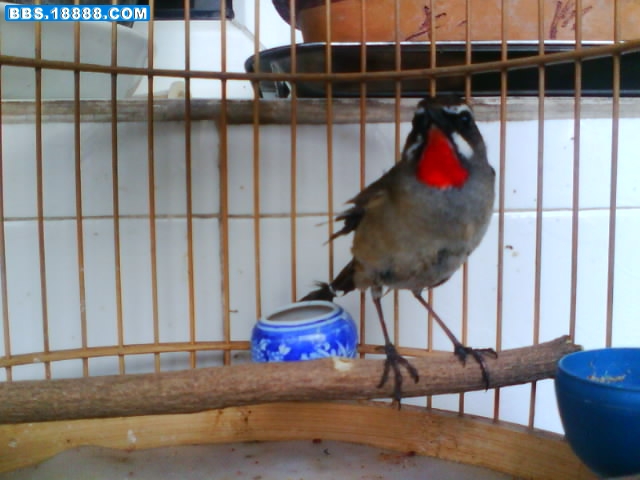 IMG0616A.jpg