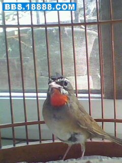 IMG0068A.jpg
