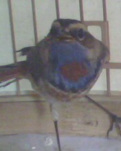 IMG1602A.jpg