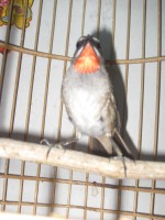IMG_1366_001.jpg