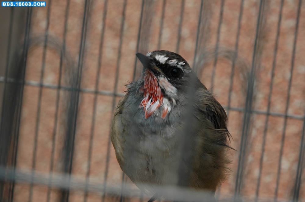 DSC_0504.JPG