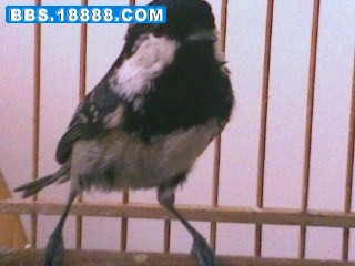 IMG0047A.jpg