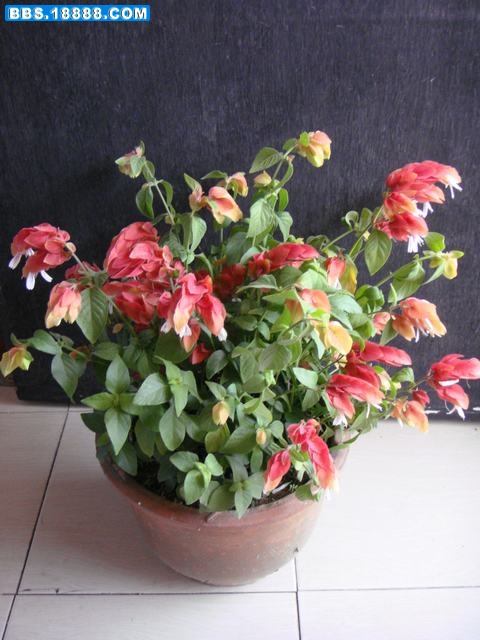 DSC00171.JPG
