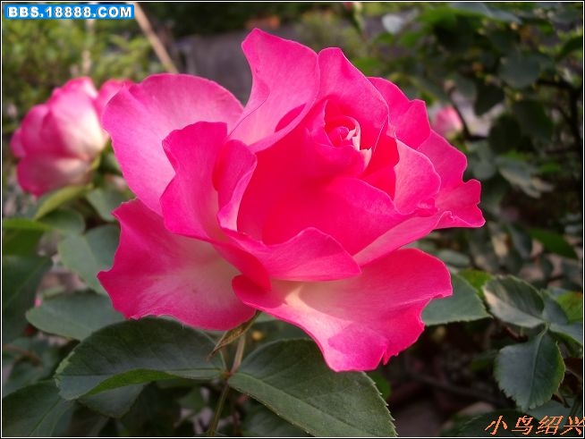 DSCF2265.jpg