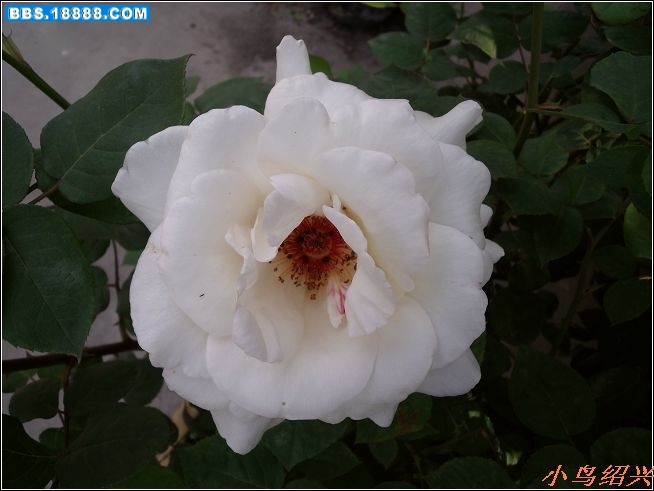DSCF2310.jpg