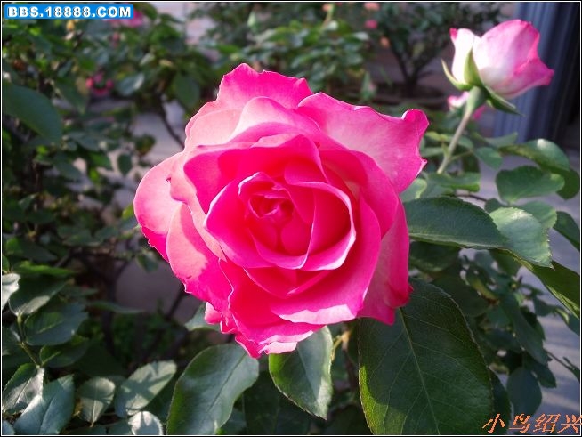 DSCF2178.jpg