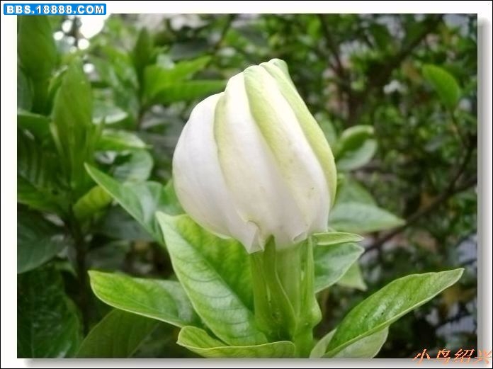 DSCF2532.jpg