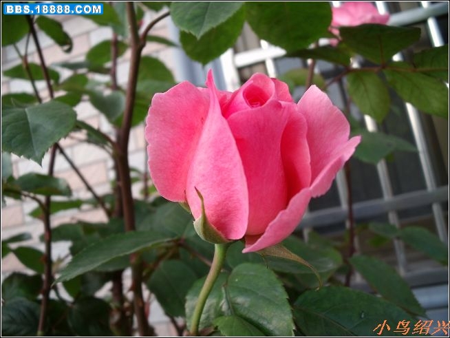 DSCF2194.jpg