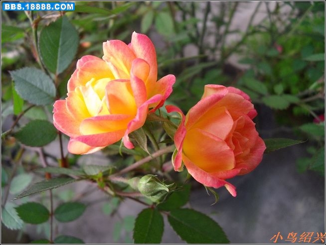 DSCF2275.jpg