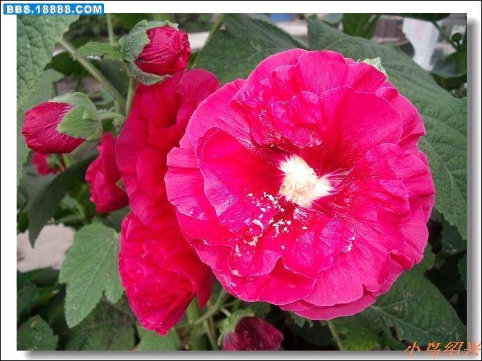 DSCF2549.jpg