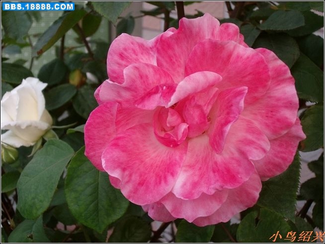 DSCF2323.jpg