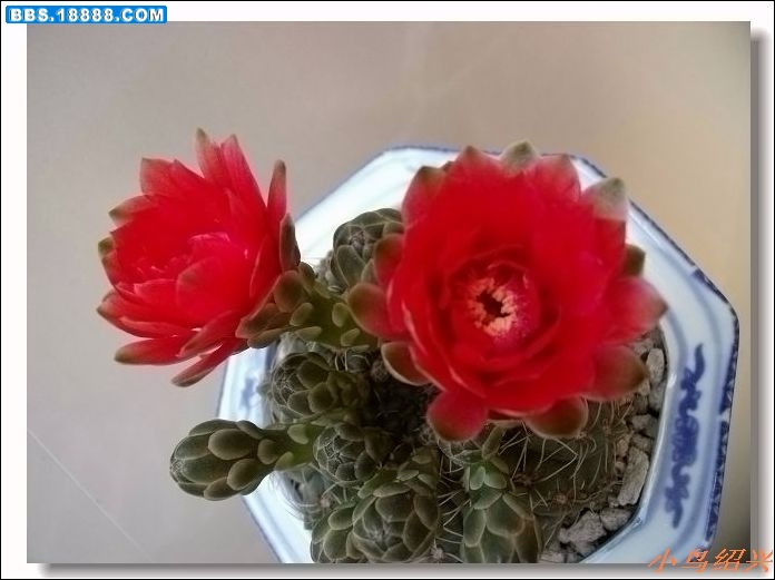 DSCF2398.jpg