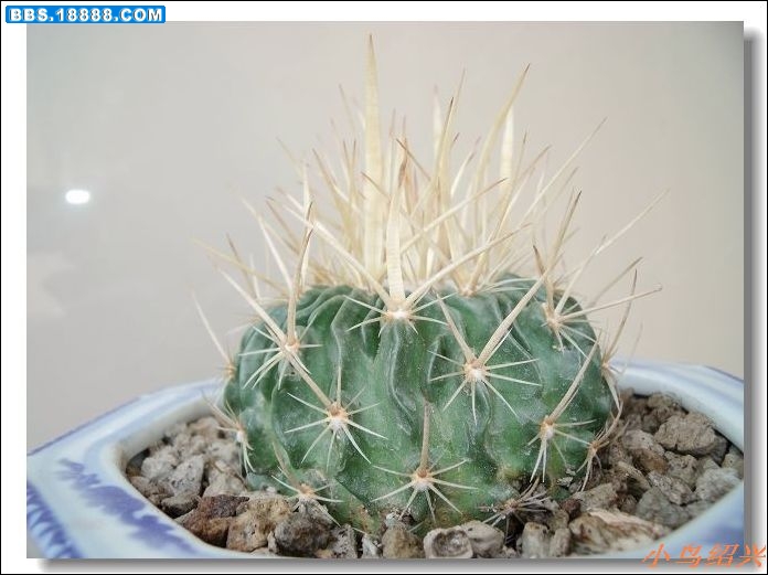 DSCF2394.jpg