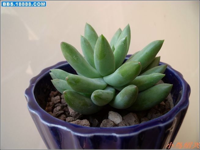 DSCF2307.jpg