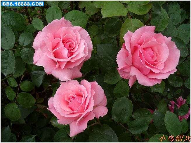 DSCF2390.jpg