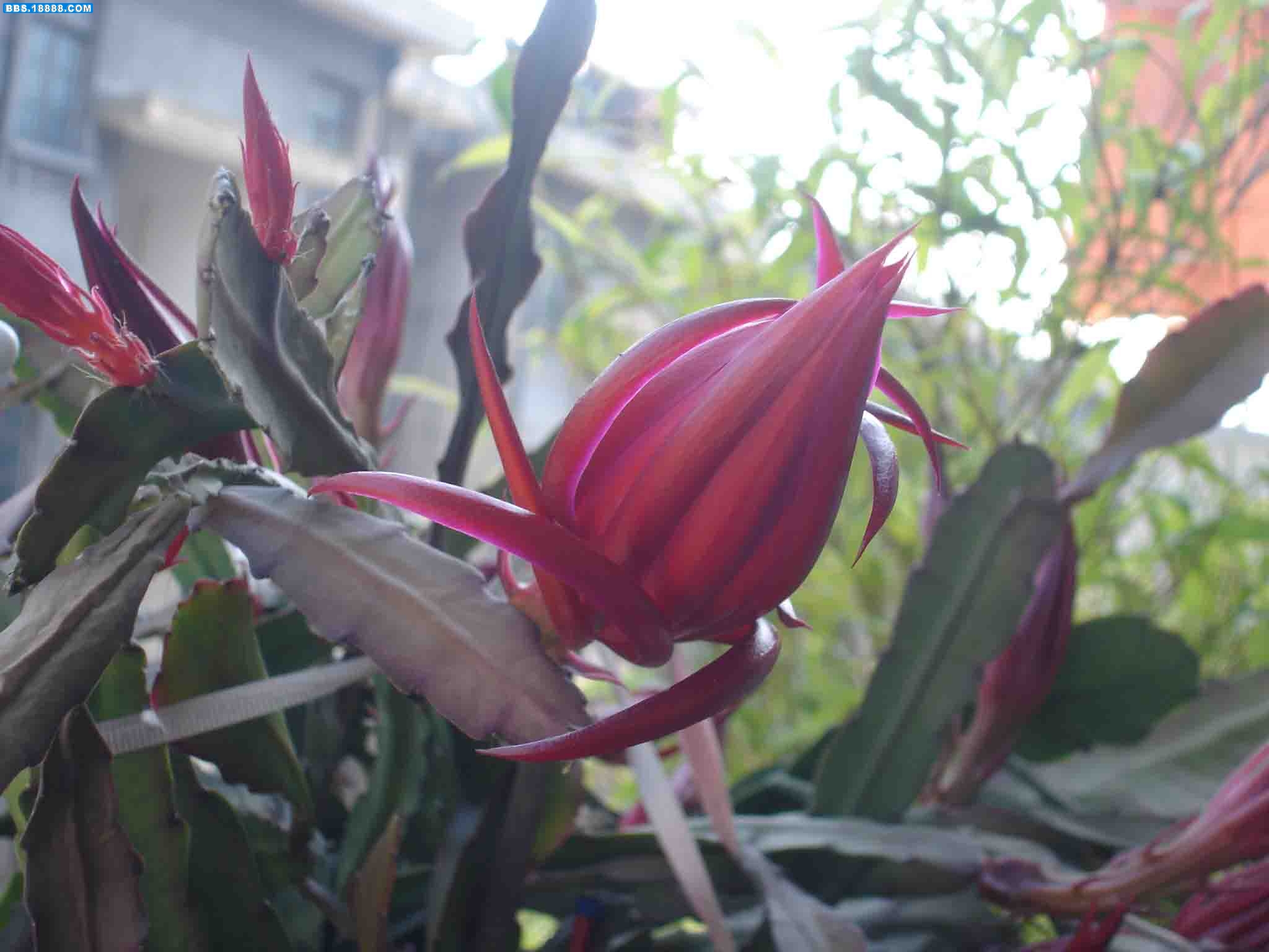 DSC00298.jpg