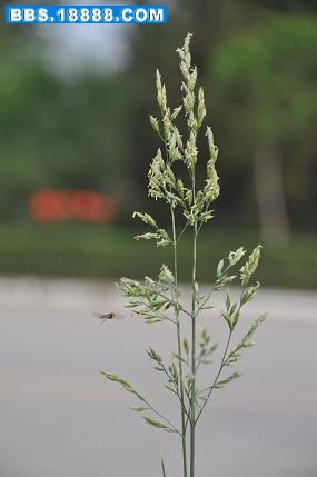 DSC_0090.JPG