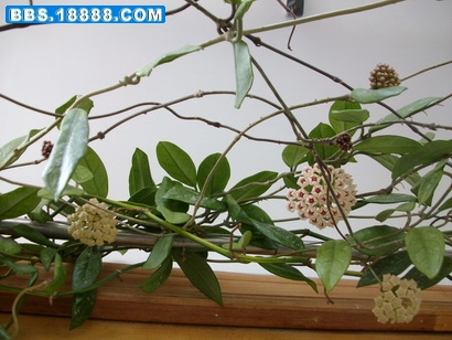 IMG_1155_调整大小.JPG