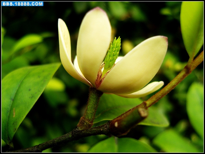 含笑花7.jpg